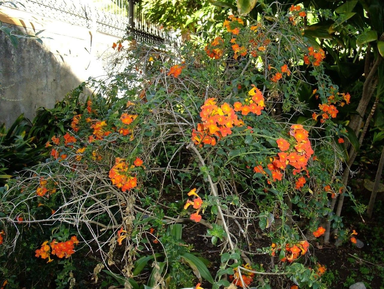 Marmeladenstrauch 11