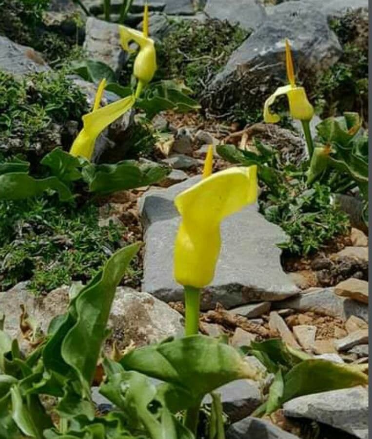 Arum 4