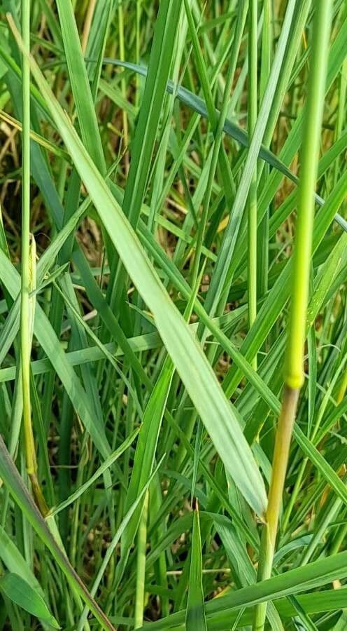 Urville-Paspalum 20