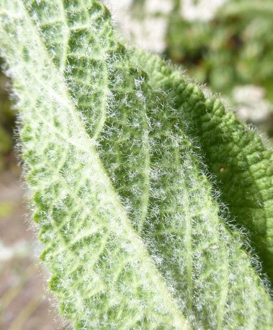 Salvia brocca 13