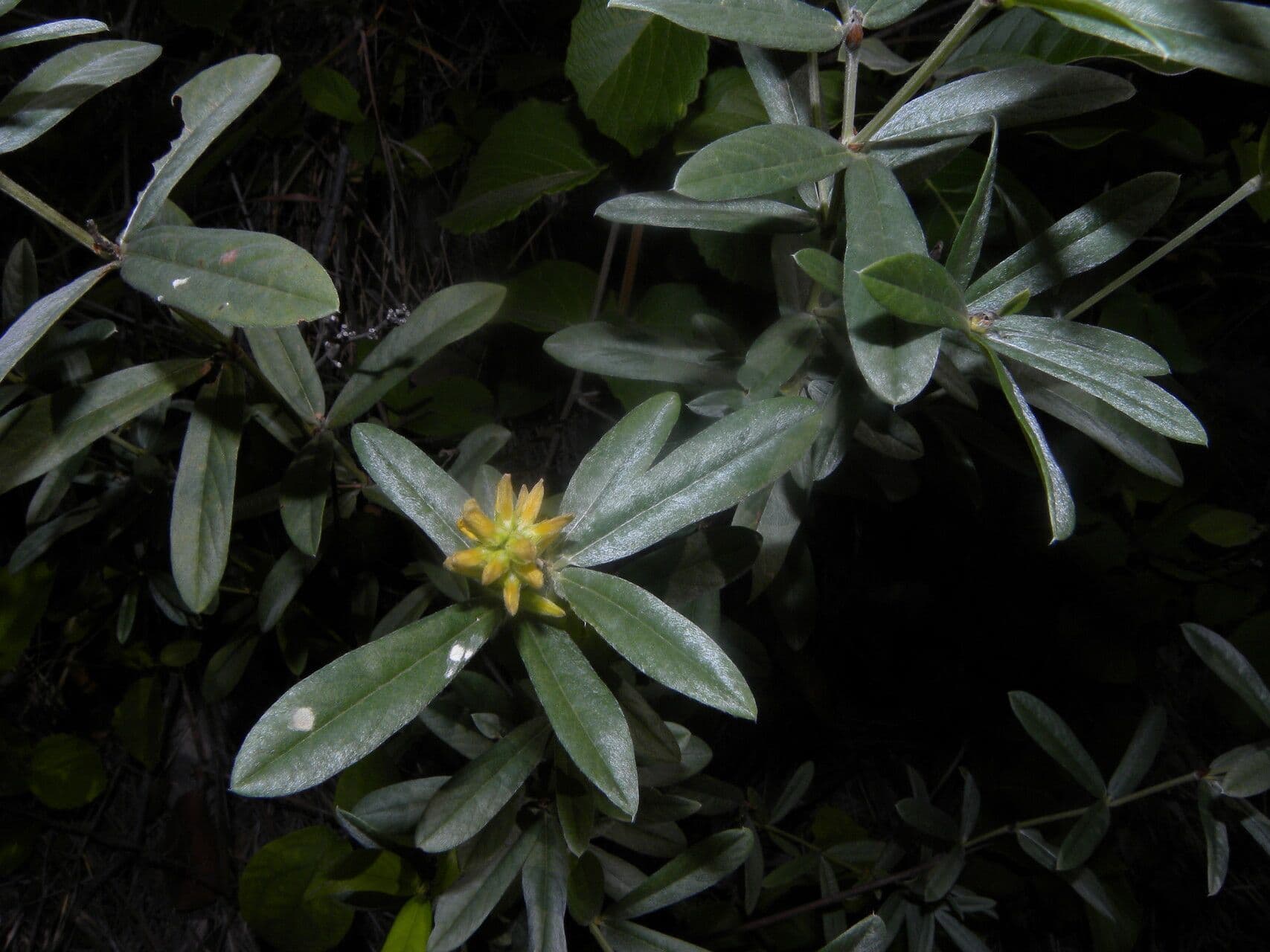 Eriosema 6