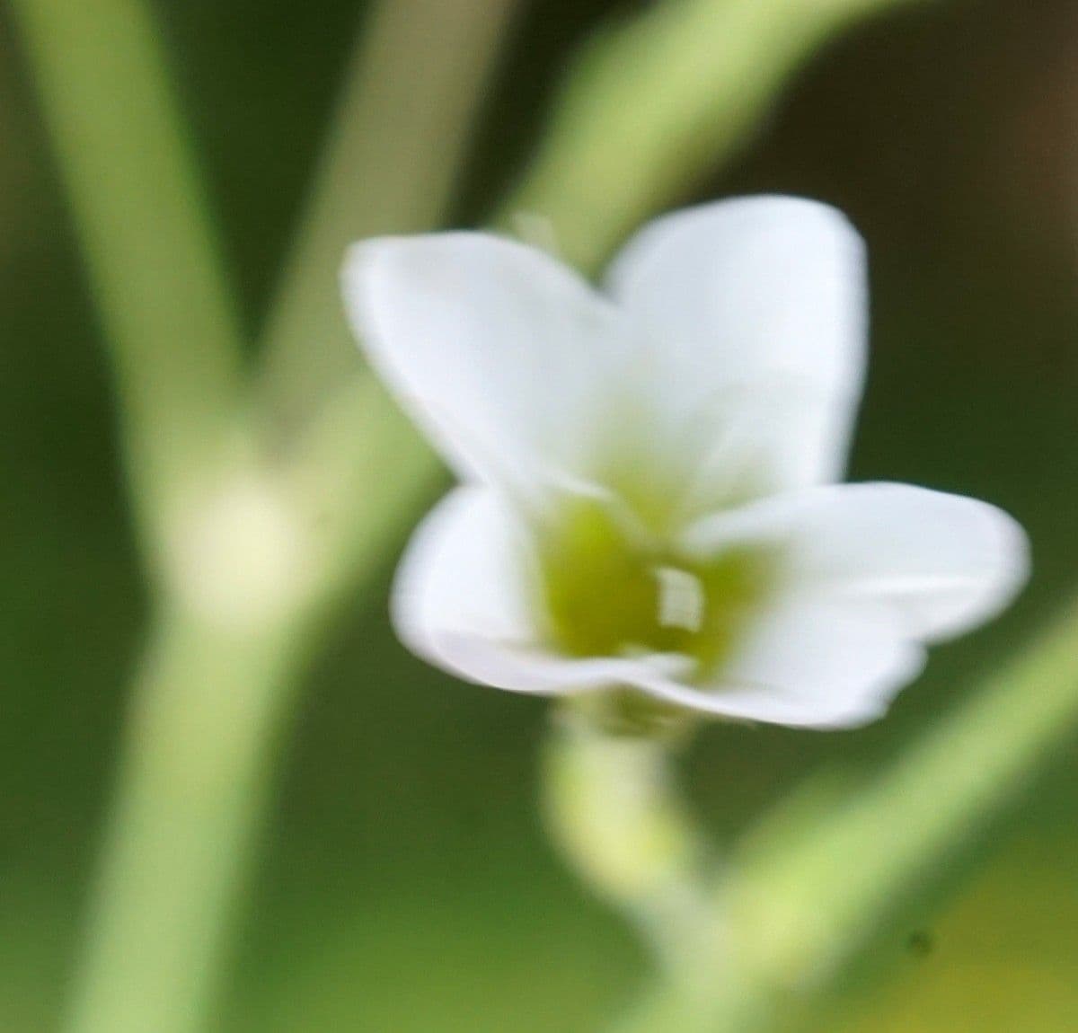 Minuartia mucronata 6
