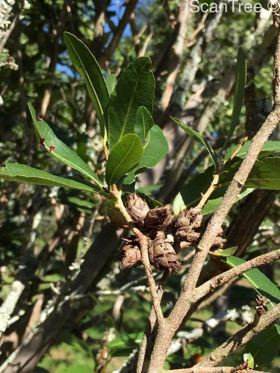 Ochna 5