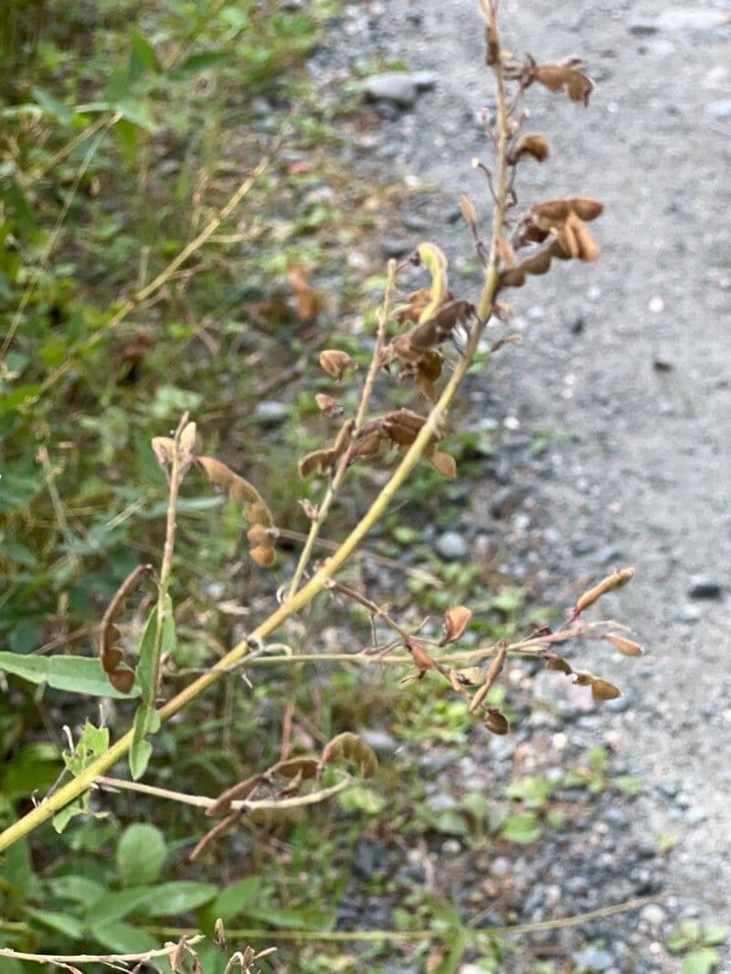Desmodium canadese 3