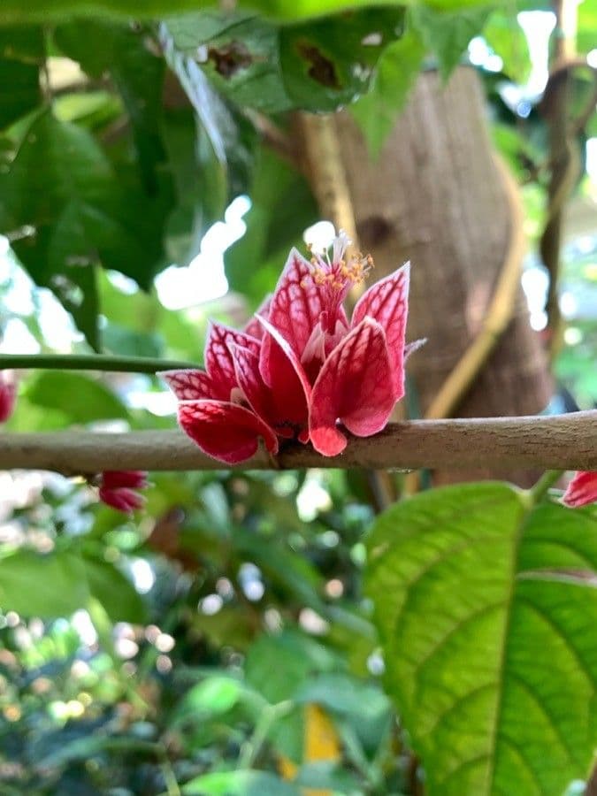 Pavonia