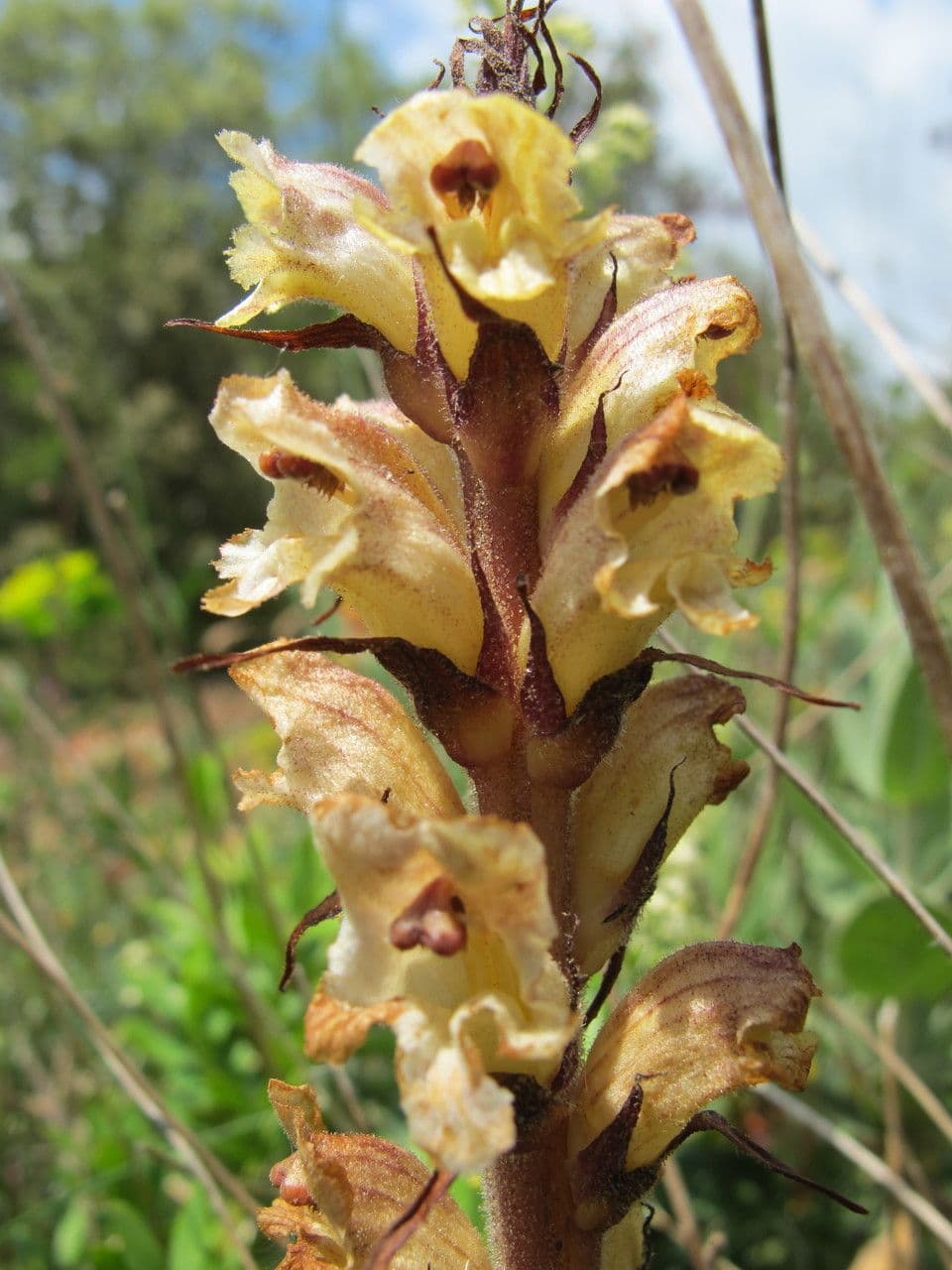 Orobanche 6