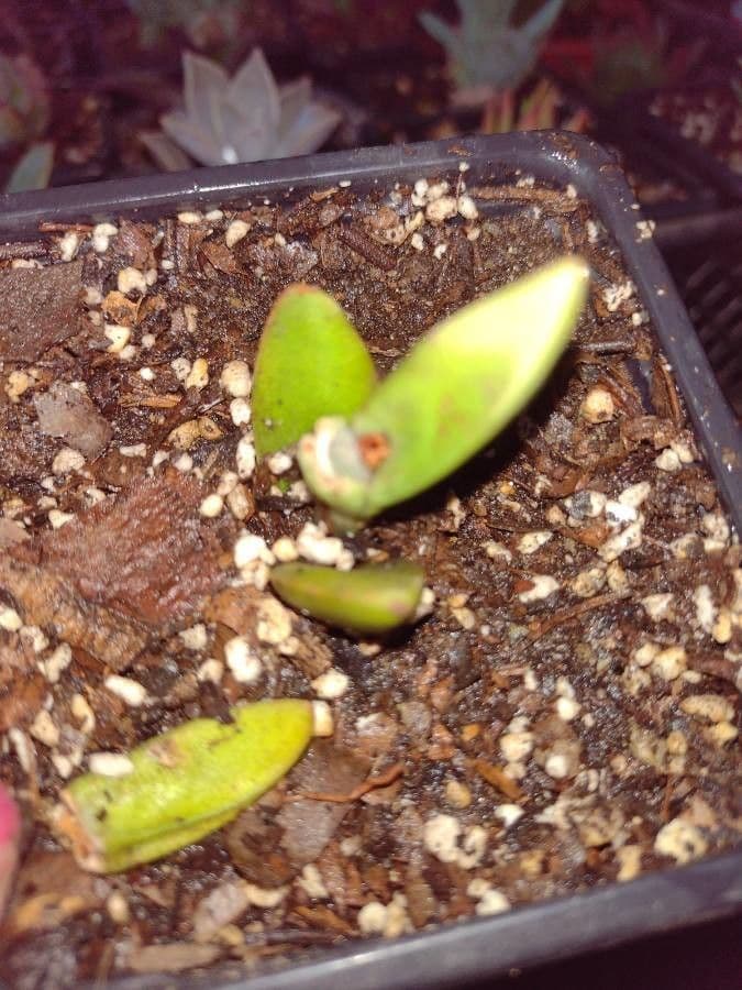 Roccia divisa 2