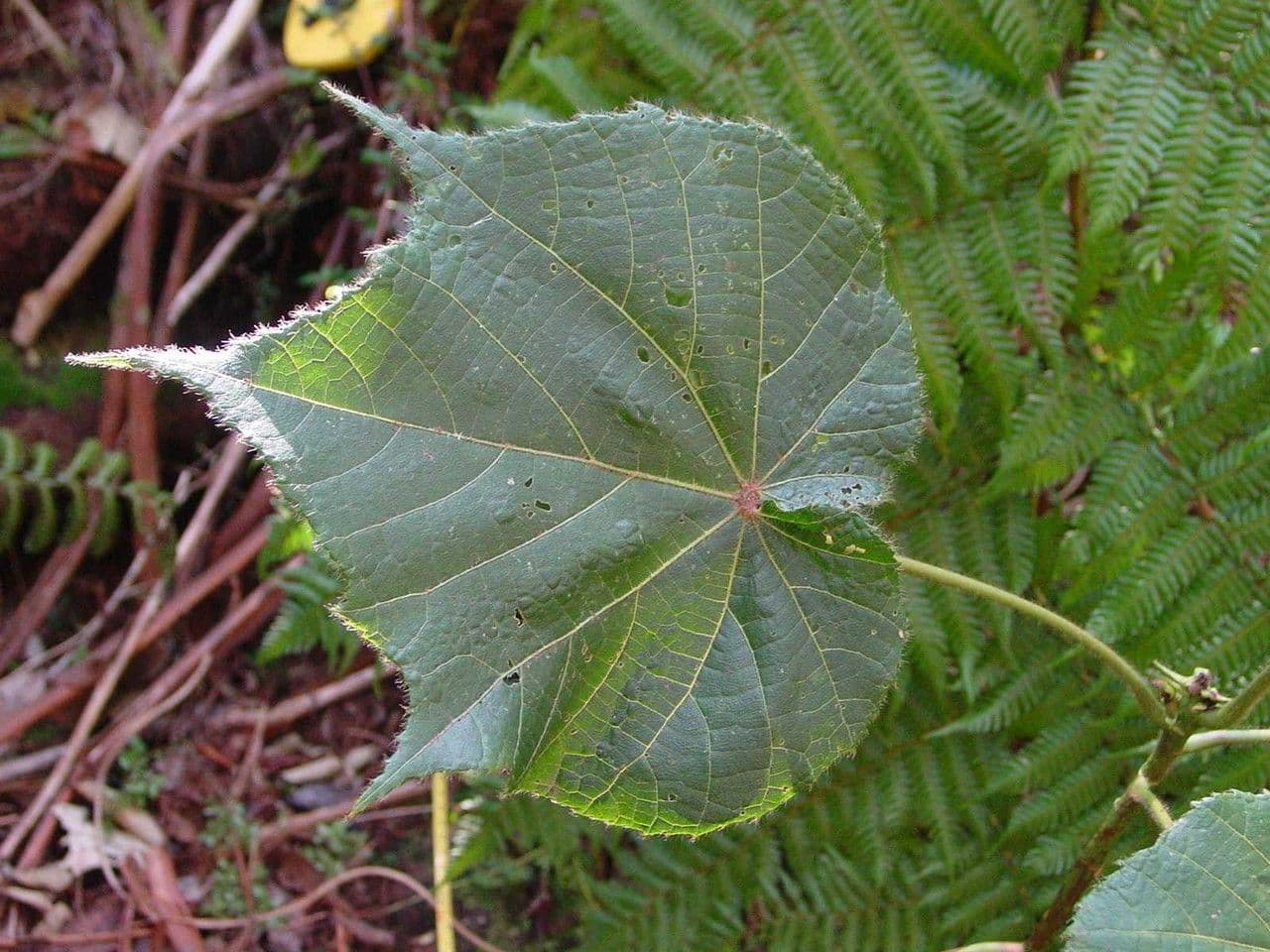 Dombeya 20