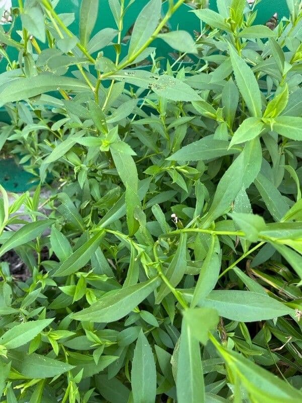 Aster punice 7