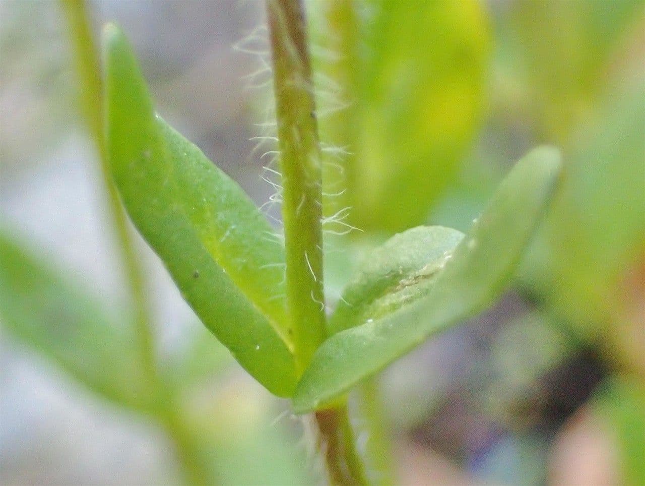 Veronica alpina 22