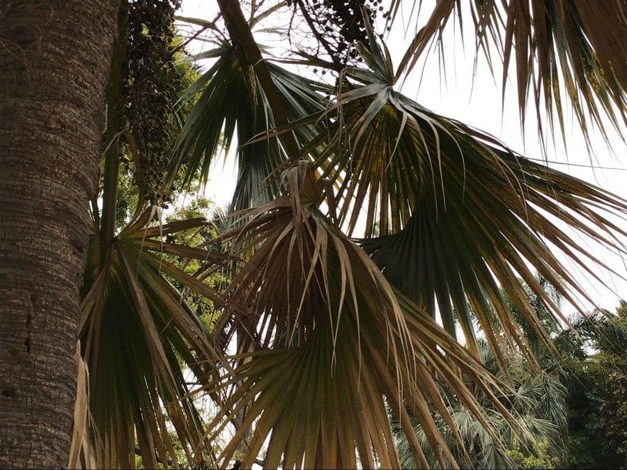 Palma 3