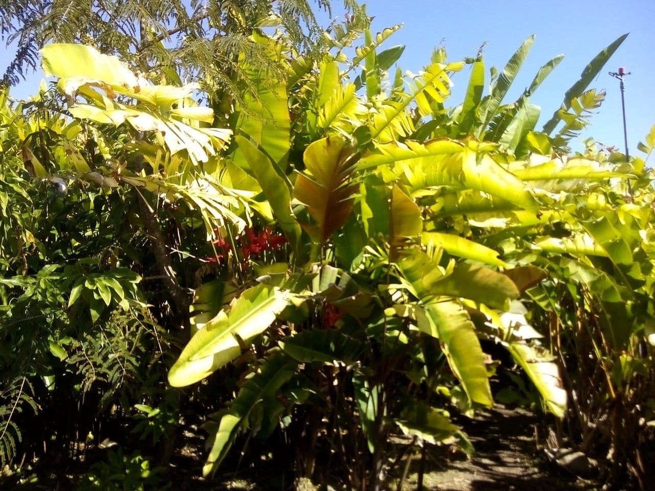 Heliconia eretta 13