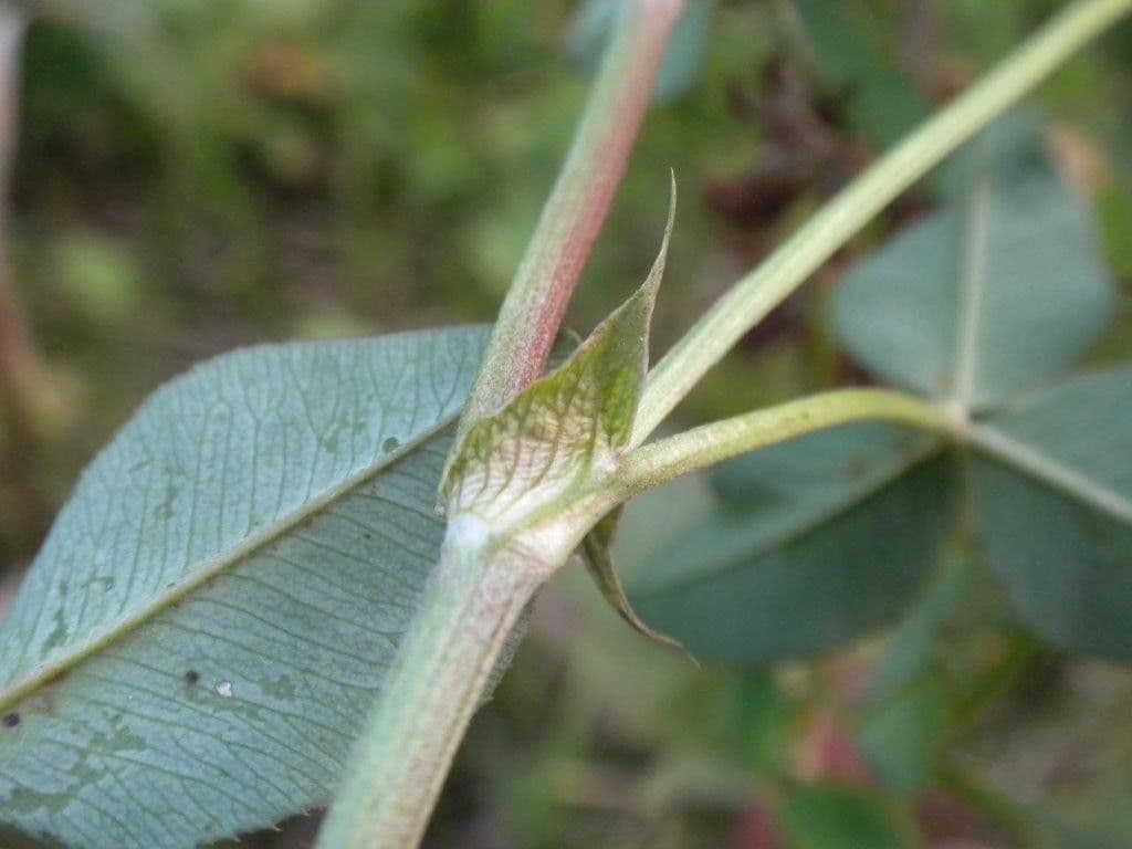 Trifoglio ibrido 24