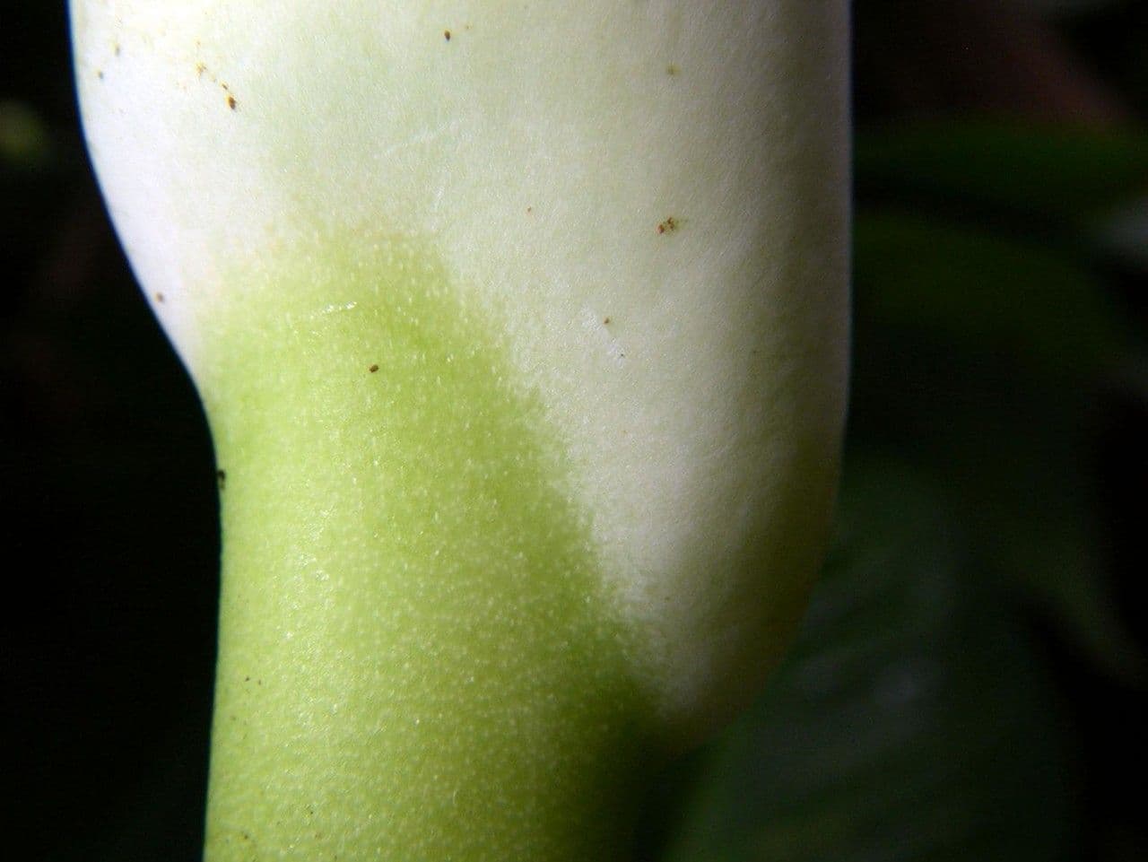 Monstera 9