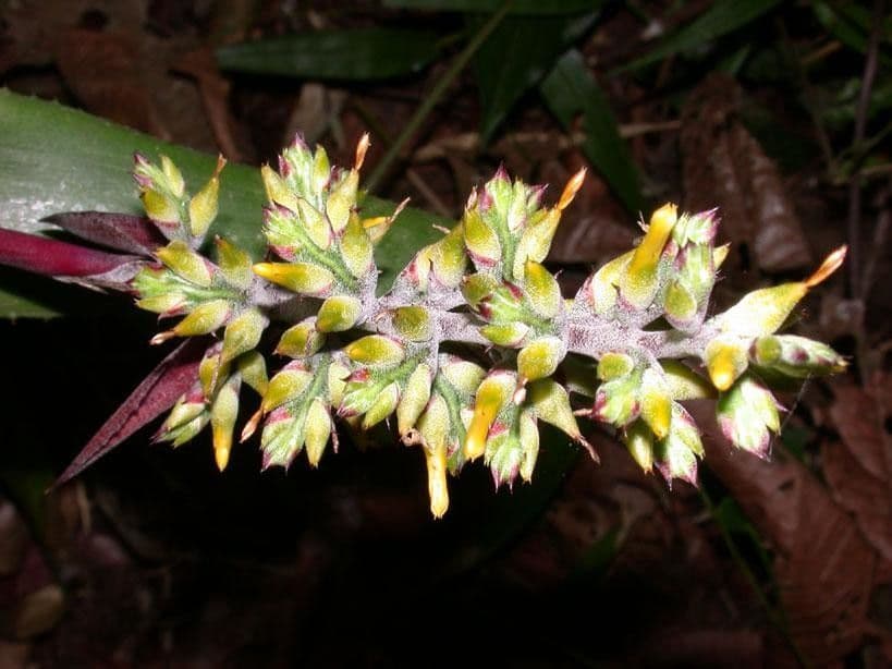 Aechmea 6