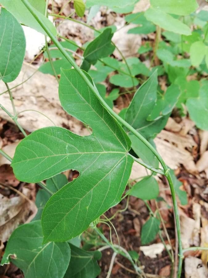 Passiflora 15