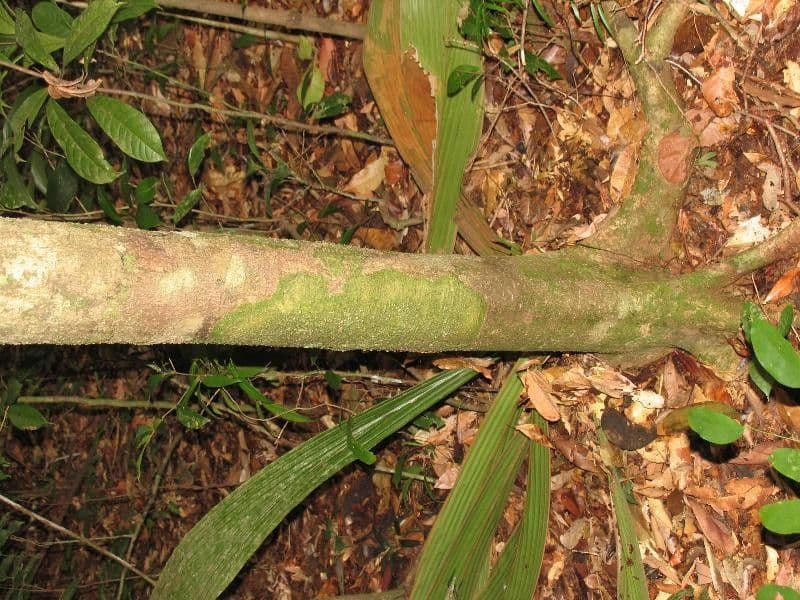 Licania