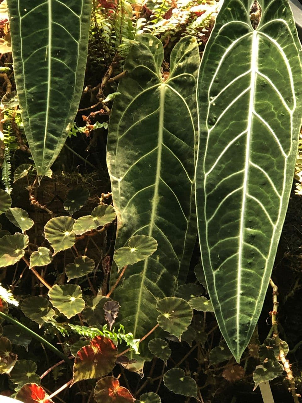 Anturio 3