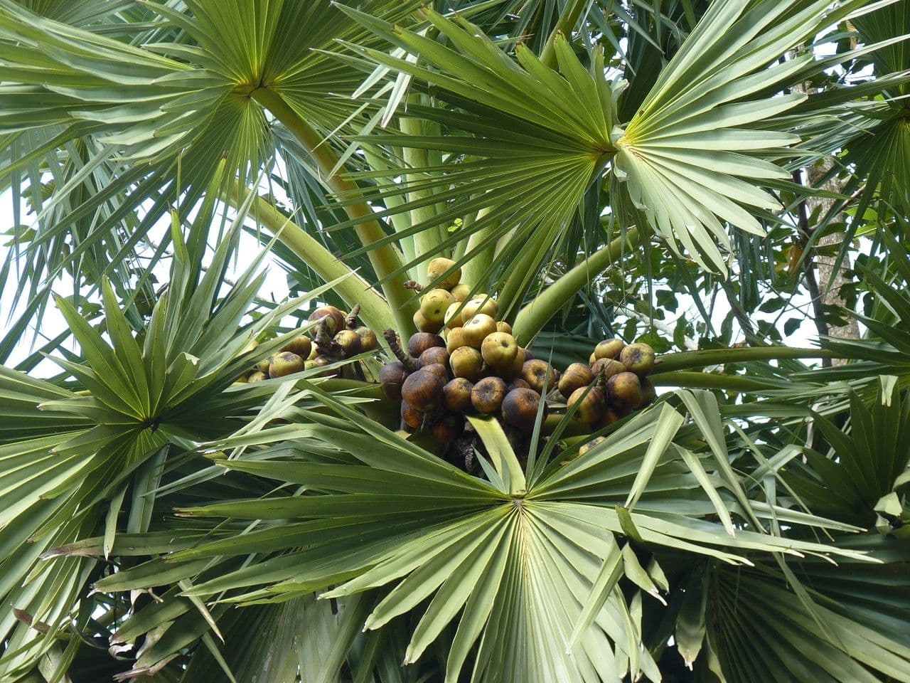 Palma cukrowa 5
