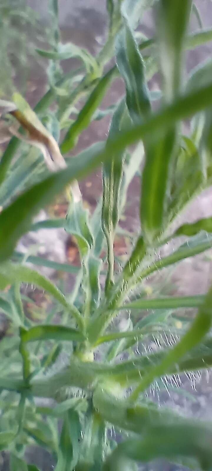 Conyza 28