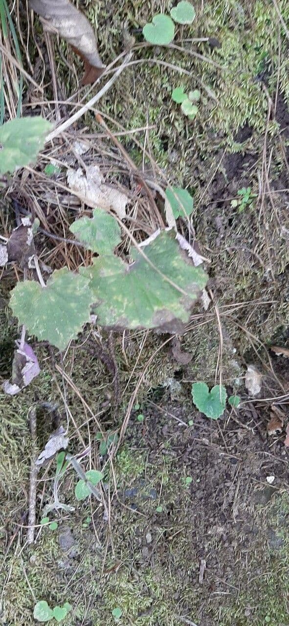 Pericallis 15