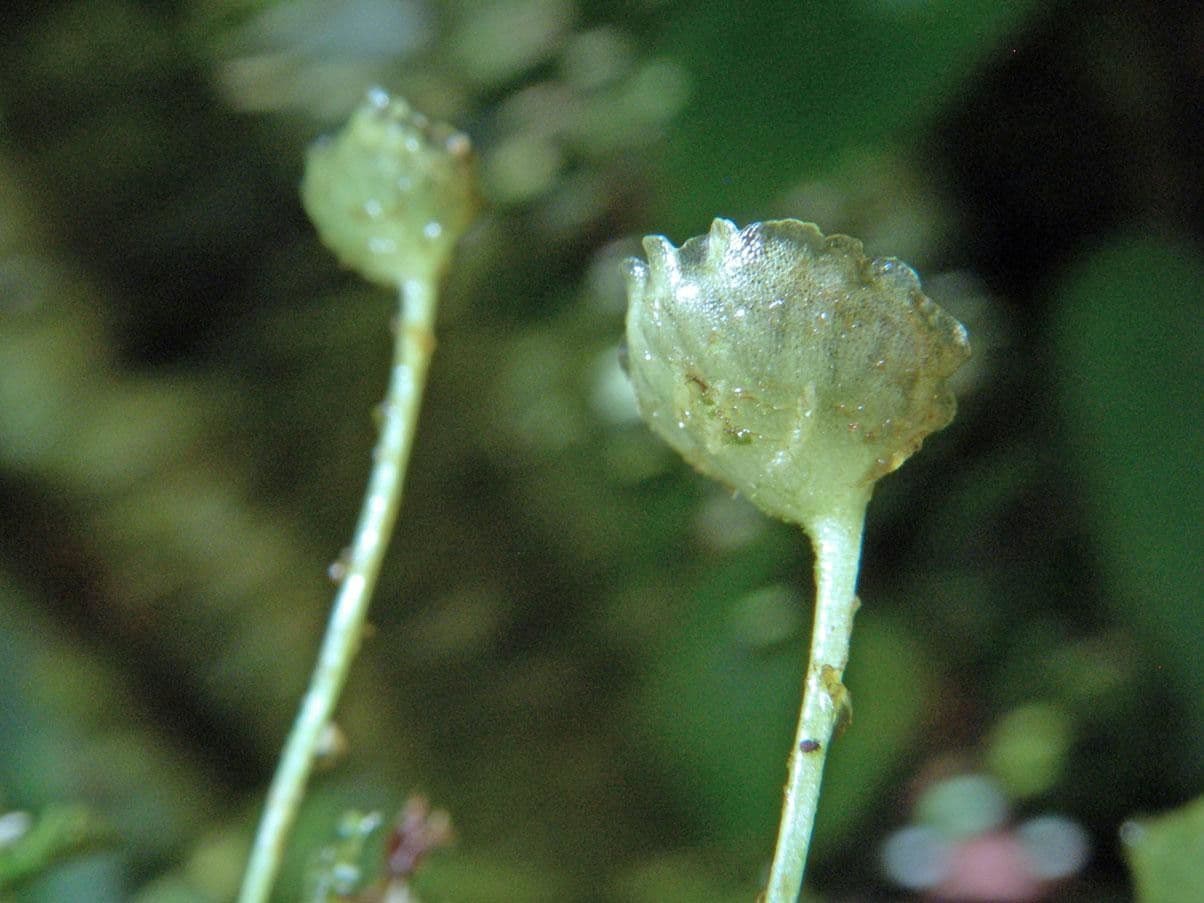 Elaphoglossum peltatum 2