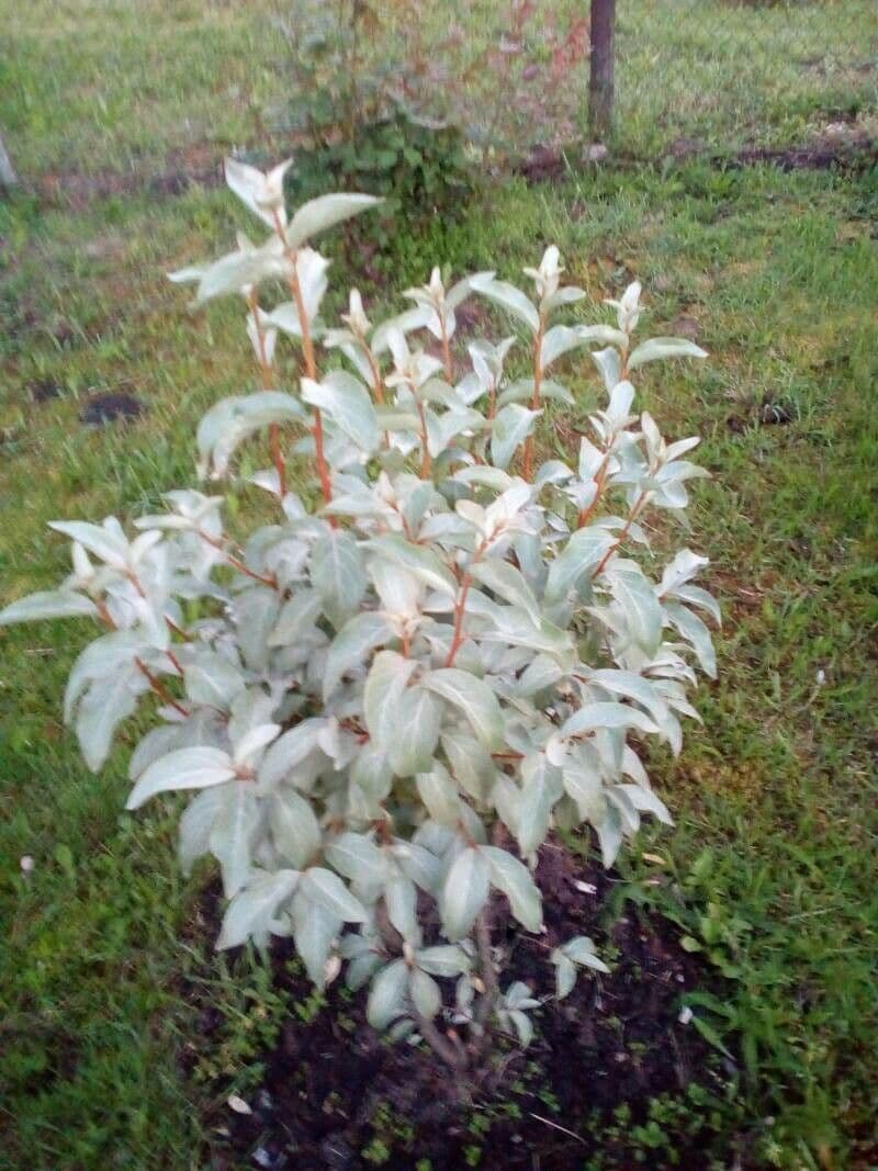 Hlošina stříbrná 10