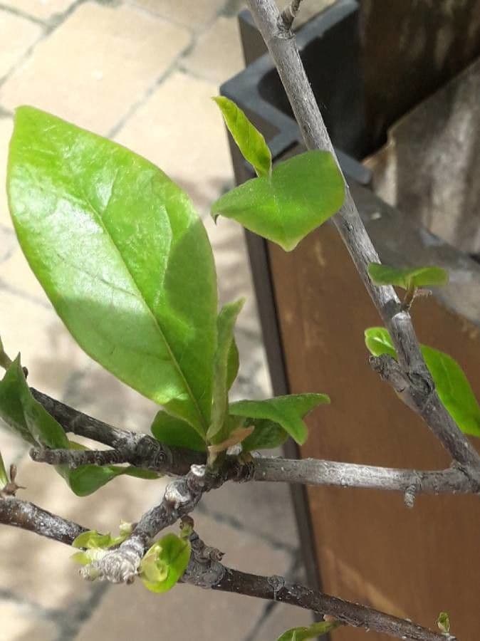 Magnolier 19