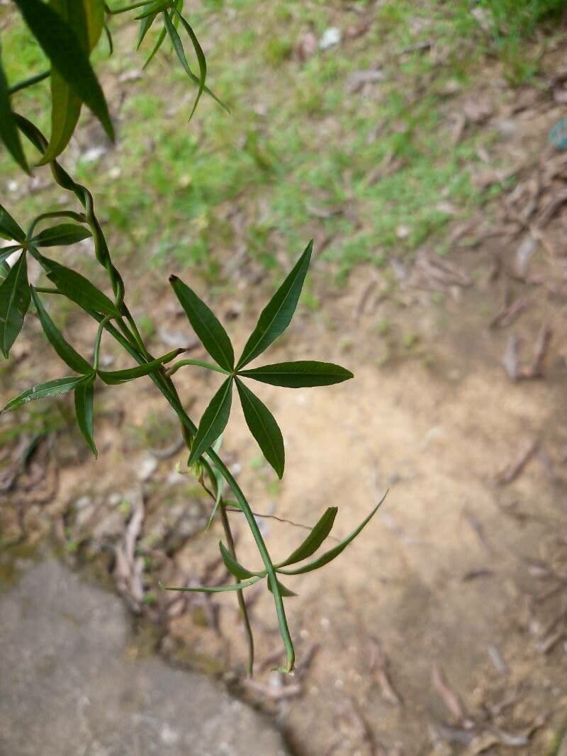 Ipomea 4