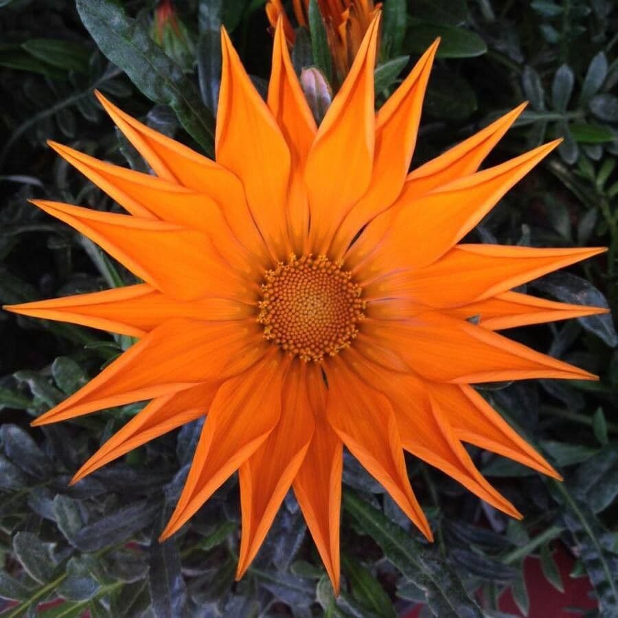 Gazania 6