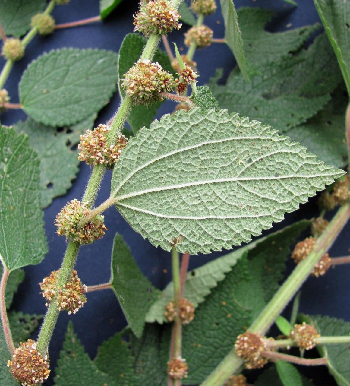 Phenax rugosus 4