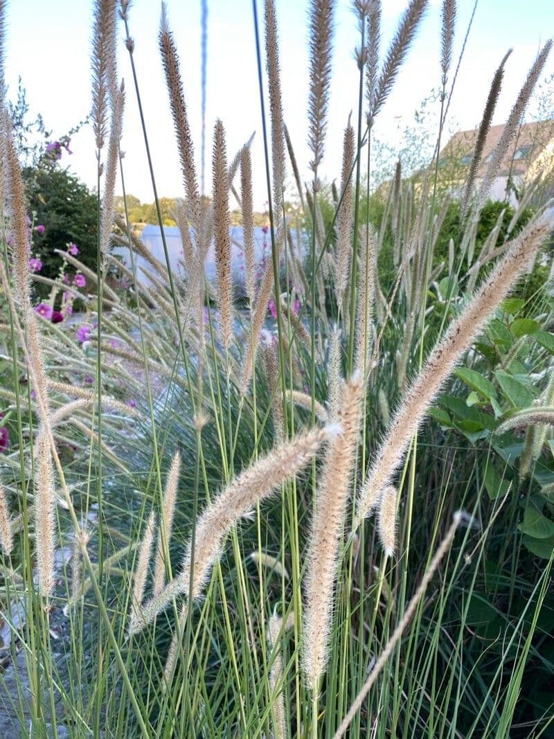 Erba piuma africana 12