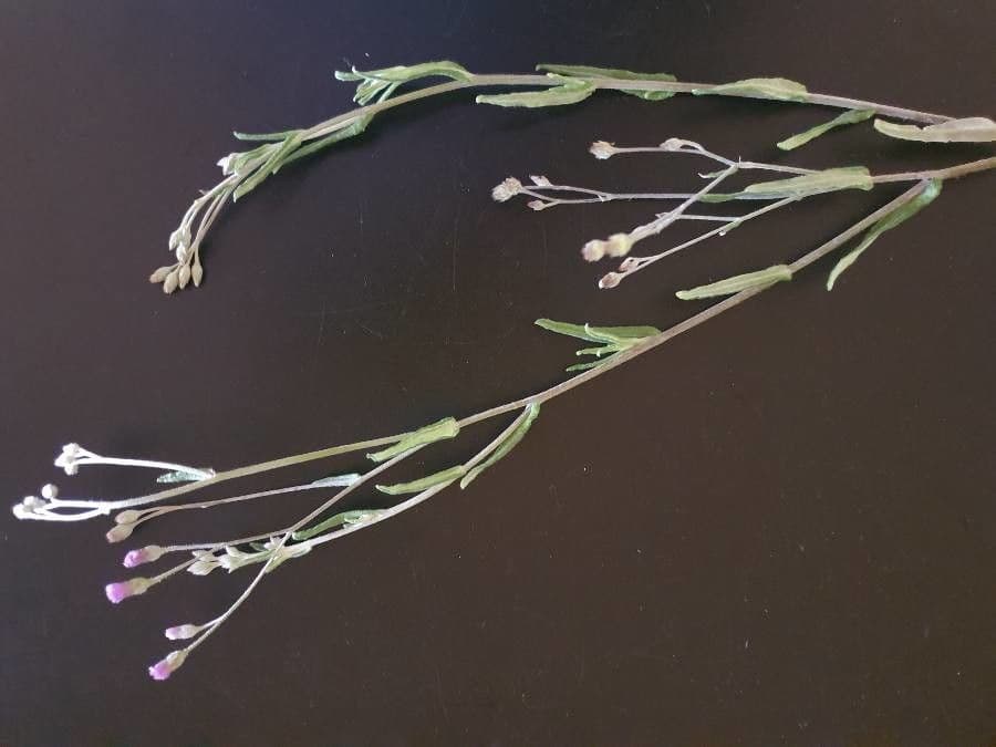 Gutenbergia 9