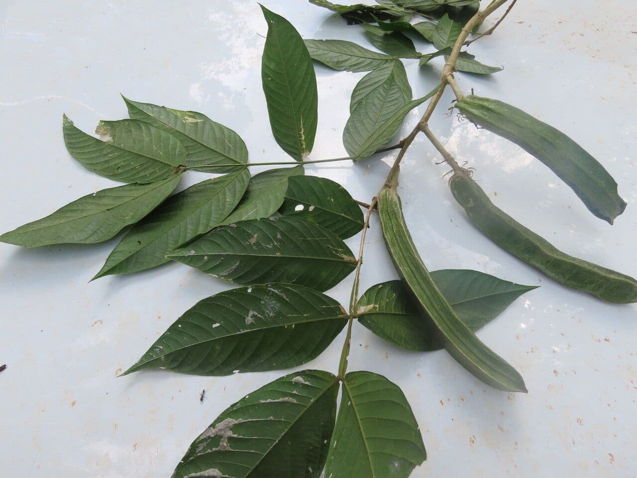 Inga 5