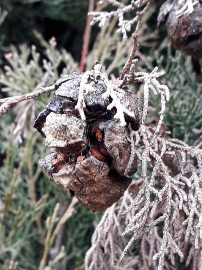 Cipresso comune 3