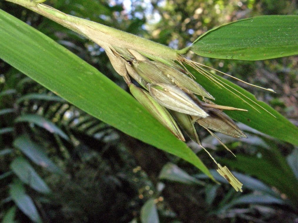 Elytrostachys 11