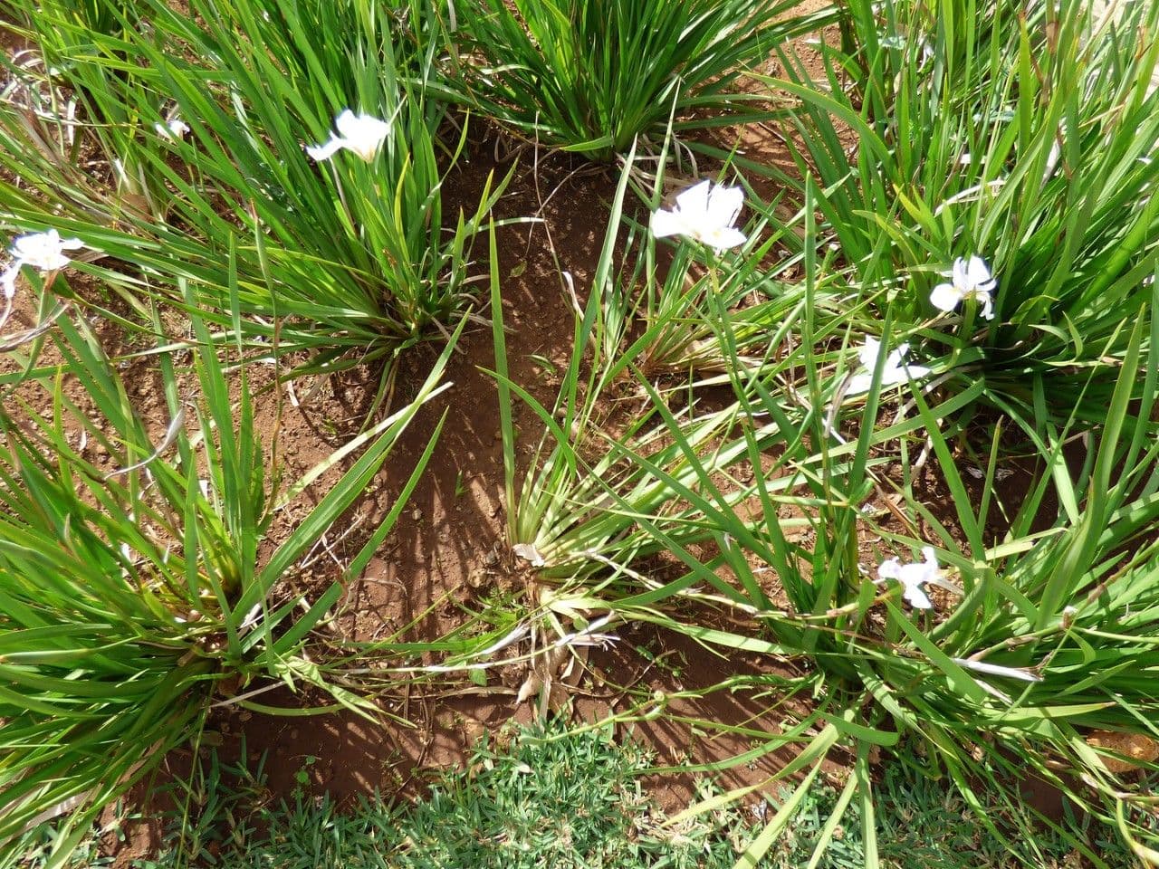 Iris selvatico a fiore grande 10