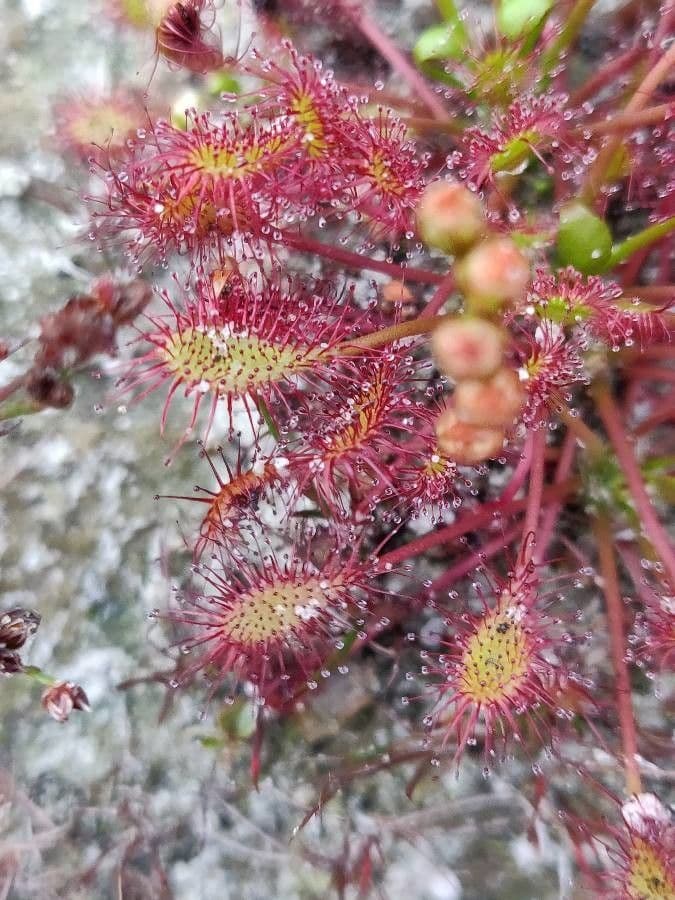 Drosera anglica 15