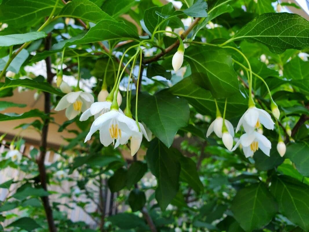 Styrax japonicus 10