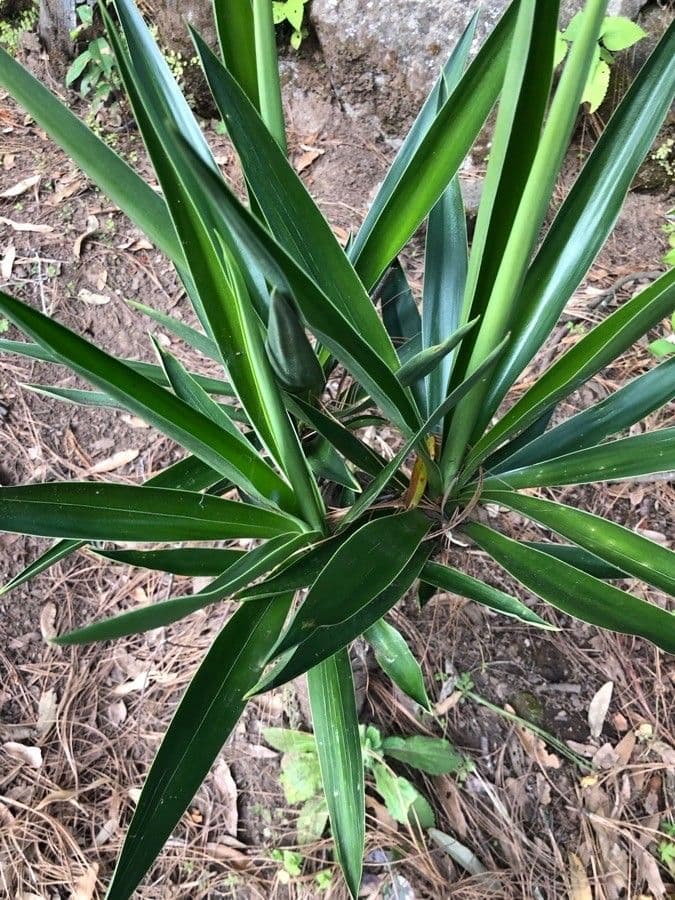 Bajonett-Yucca 29