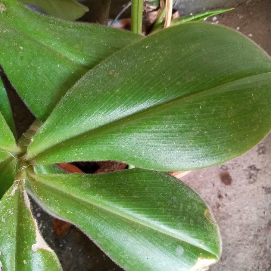Costus 9