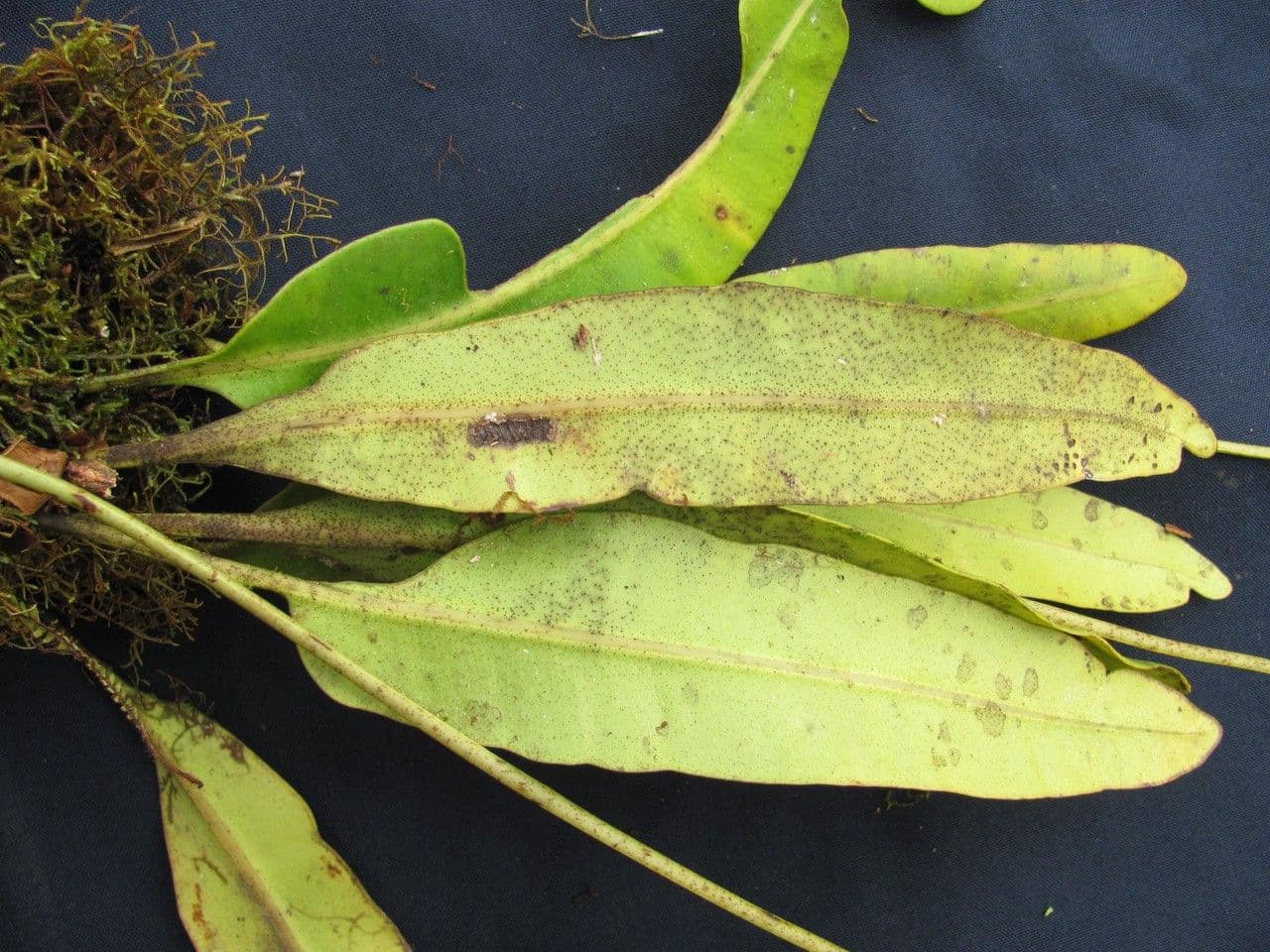 Elaphoglossum 4