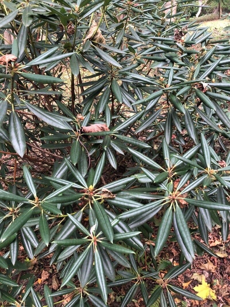 Rododendro 6