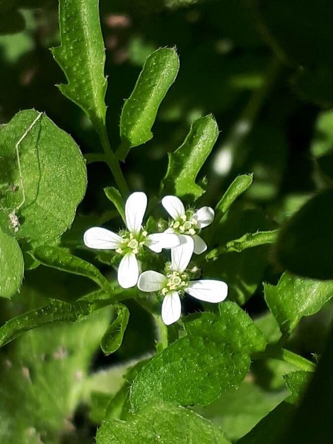 Cardamine flexueuse 8