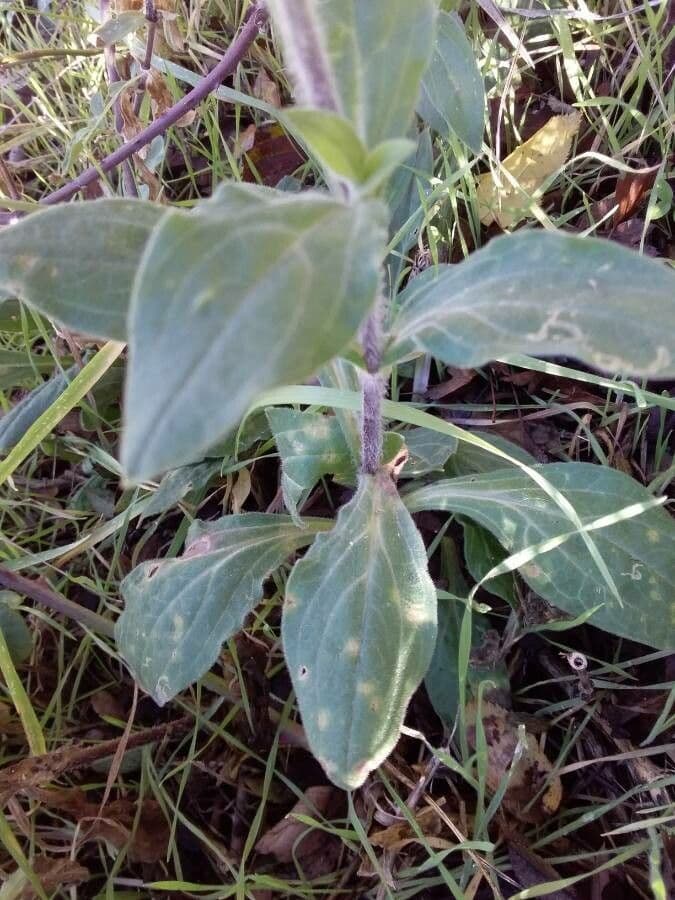 Silene bianca 16