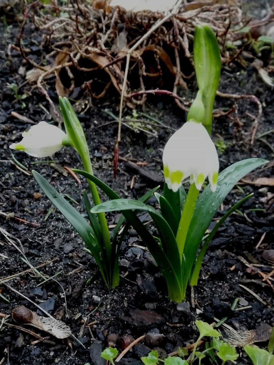 Märzenbecher 18
