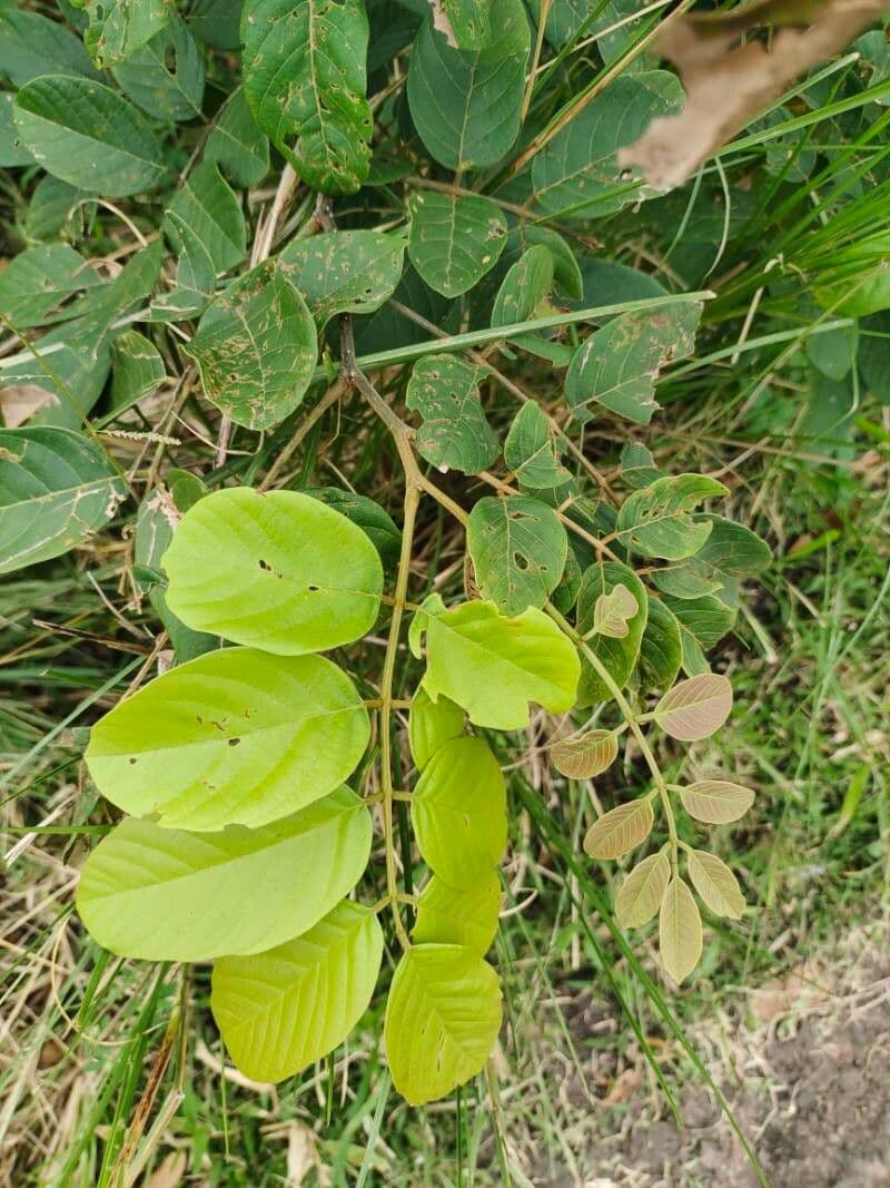 Lonchocarpus sericeus 3