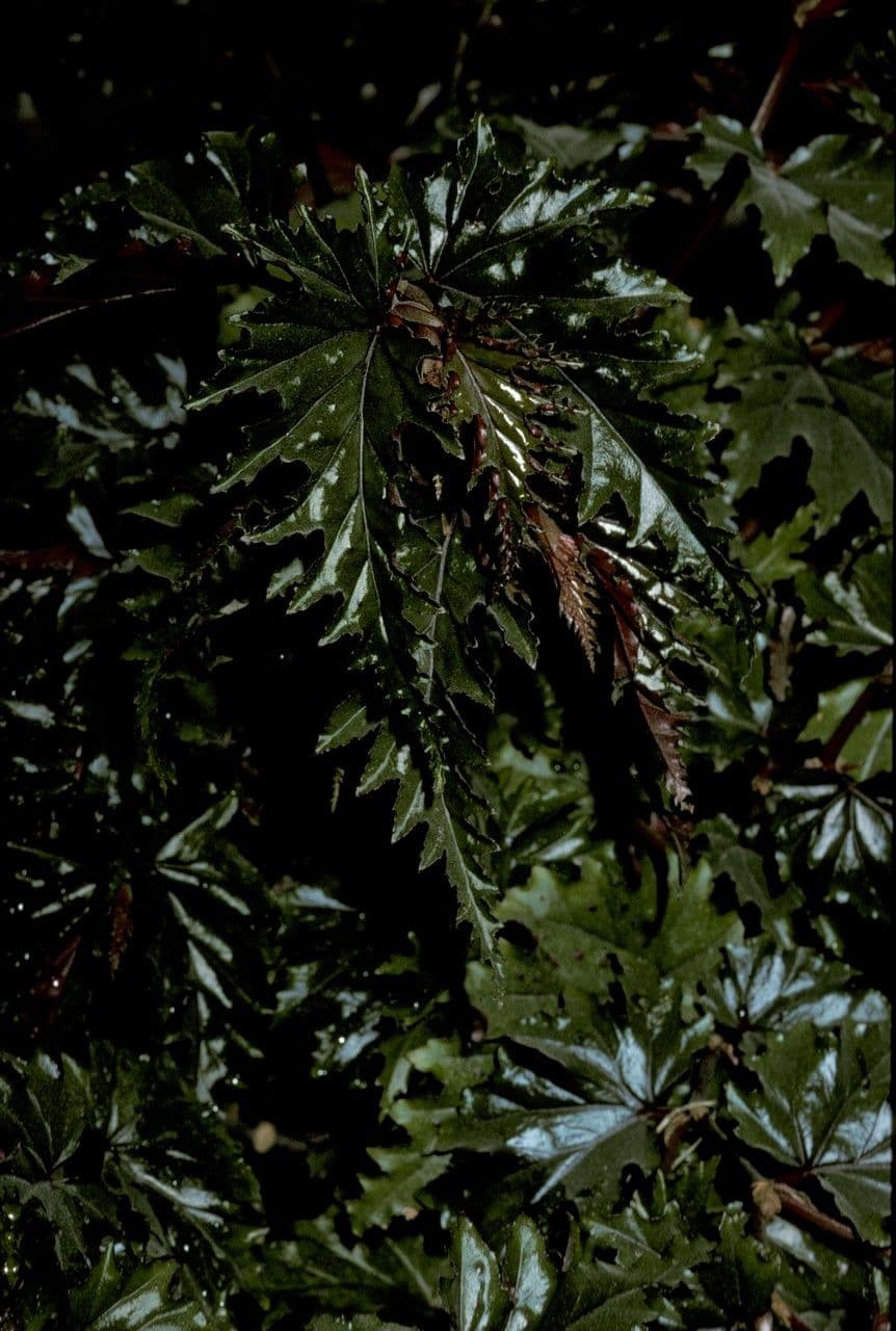 Begonia 5