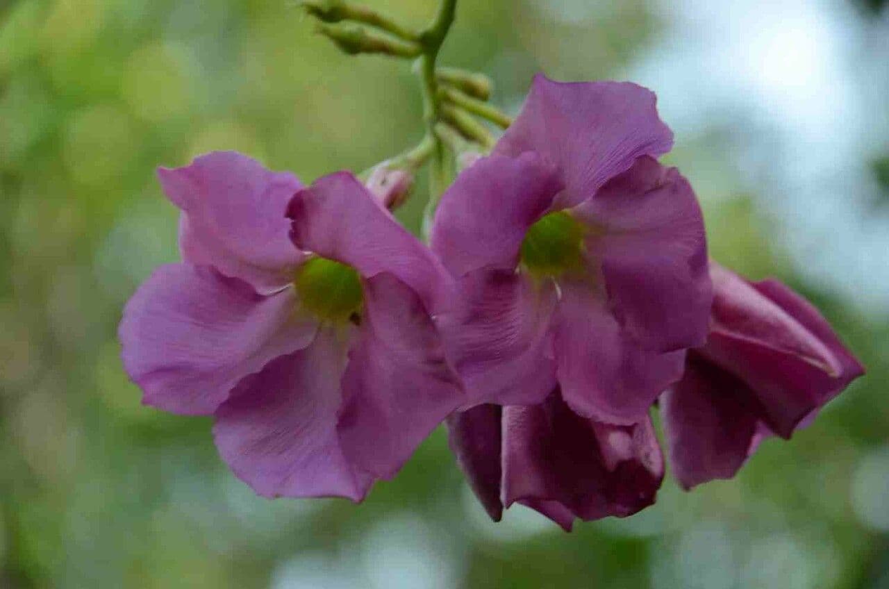 Temnadenia violacea 5