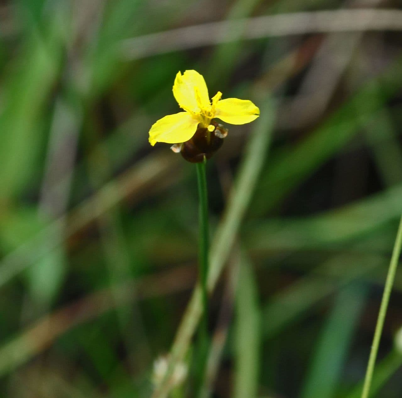 Xyris montana 2